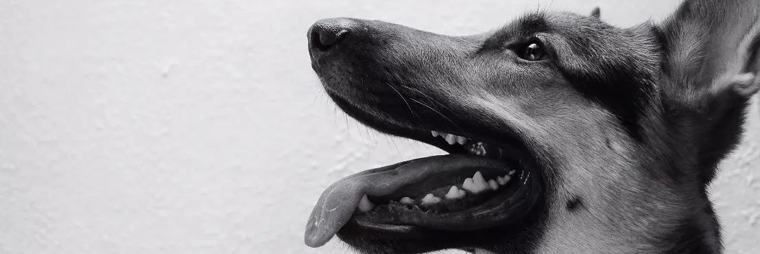 AdemirCamargoC's profile banner image