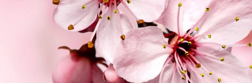 Claudia Pardo banner