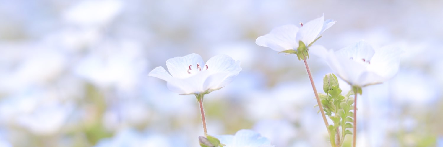 haru__roc's profile banner image