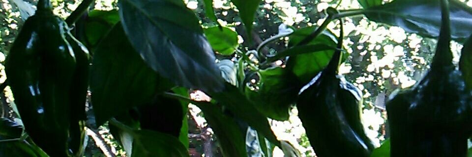 Handlessmaiden1's profile banner image
