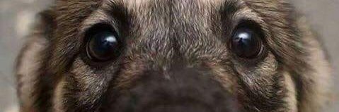 DA_LopRoj's profile banner image