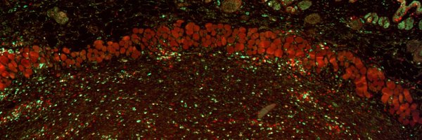 Samuels_lab Profile Banner