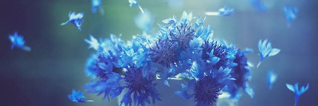carcarmina's profile banner image