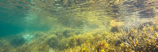 LOCALITY_Algae Profile Banner