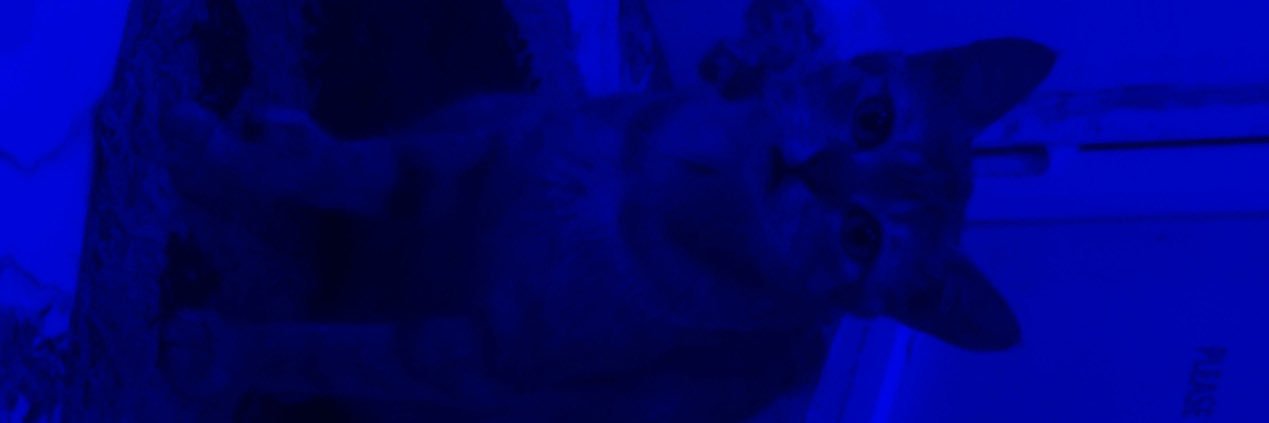 smallmusky's profile banner image
