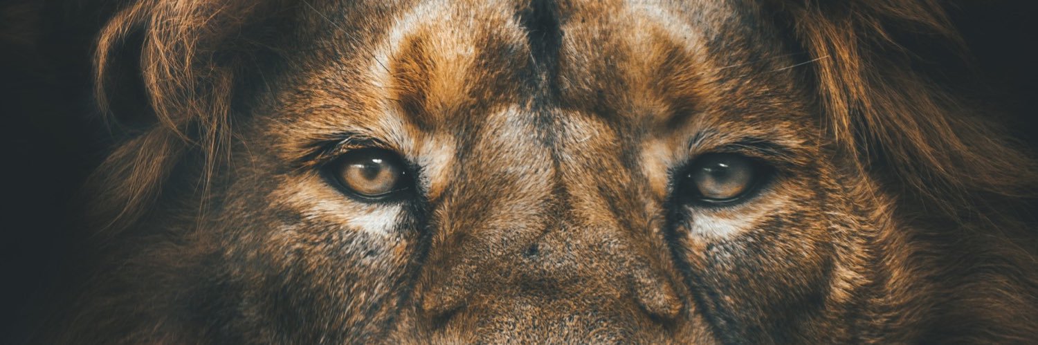 Werner Fourie banner