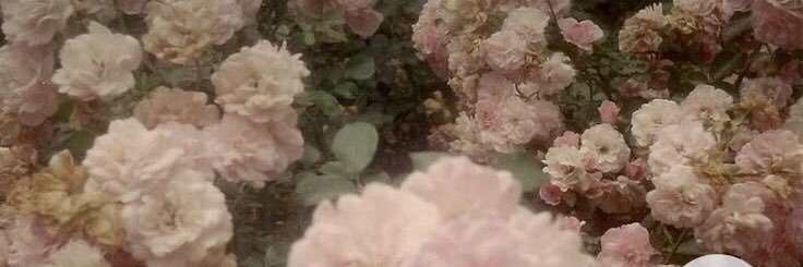 luna 𐙚 banner