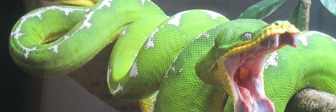 emerldtreeboa's profile banner image