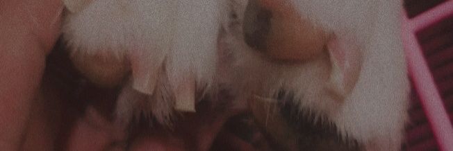 roserendipity_'s profile banner image