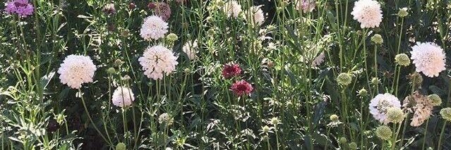 ★ banner
