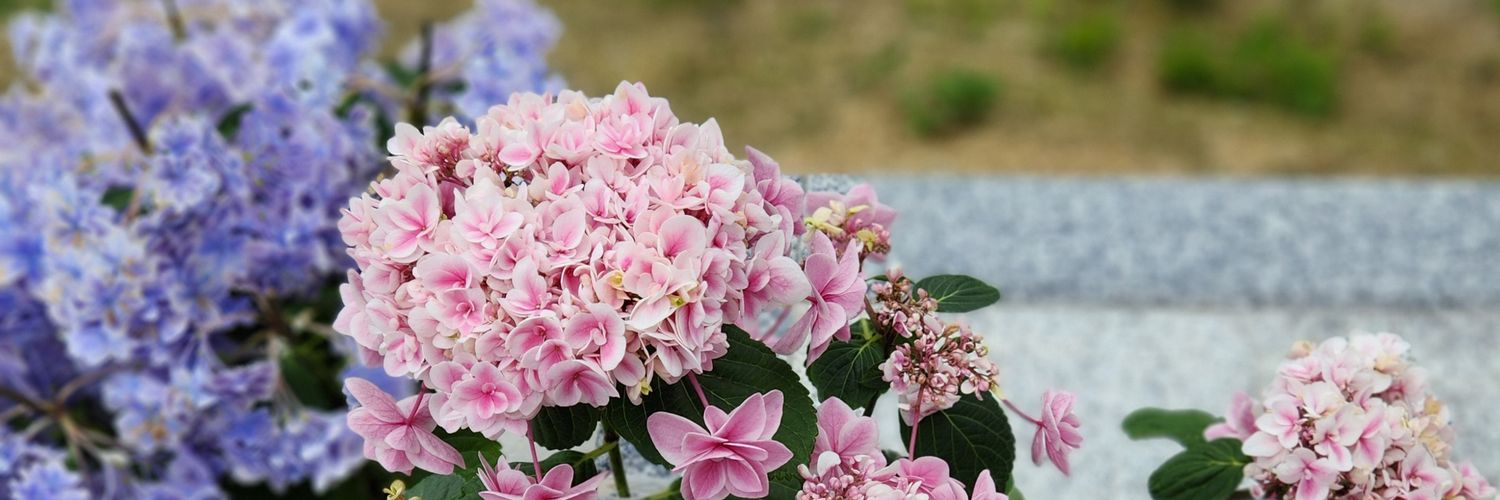倉本明佳 banner