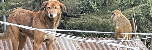 KalamityKill Profile Banner