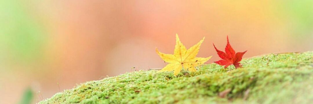 evihae_'s profile banner image