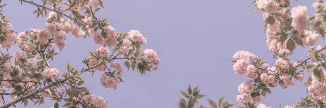 ⊱⋆ ❀ 𝒸𝒽𝑒𝓇𝒾𝑒 ❀ ⋆⊰ banner