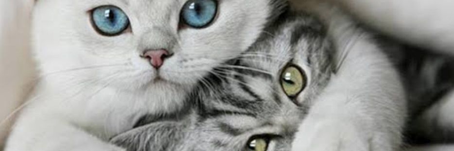 Out Of Naturel's banner