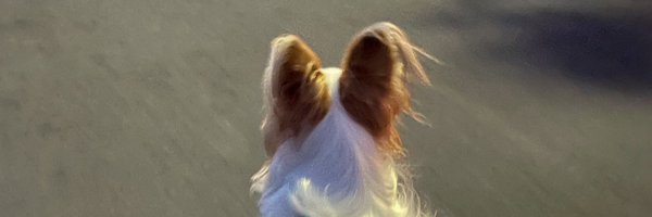 williamfalo Profile Banner