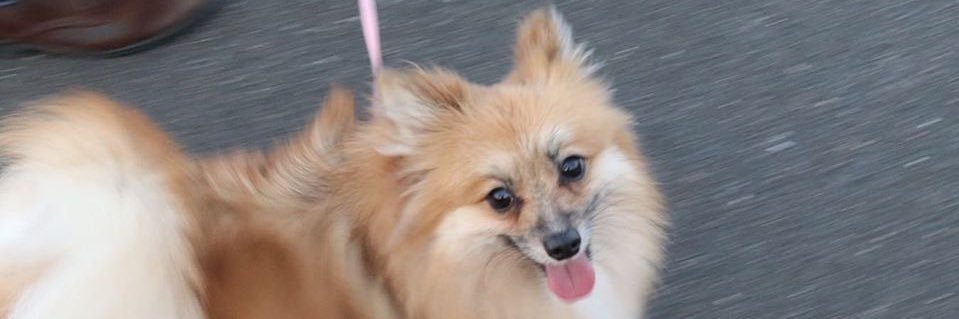 わんちゃんฅU•ﻌ•Uฅ🐾 banner