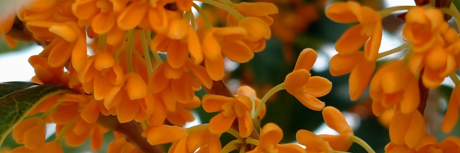 みぃいでらごみむし banner