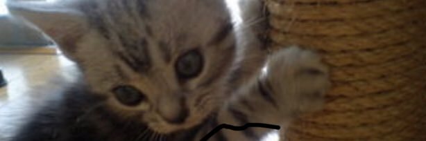 rinko_cat's profile banner image