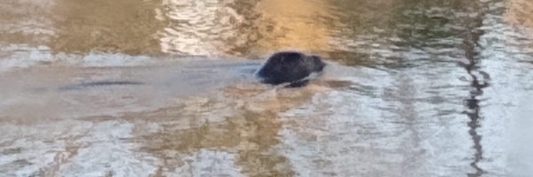 gonfva Profile Banner