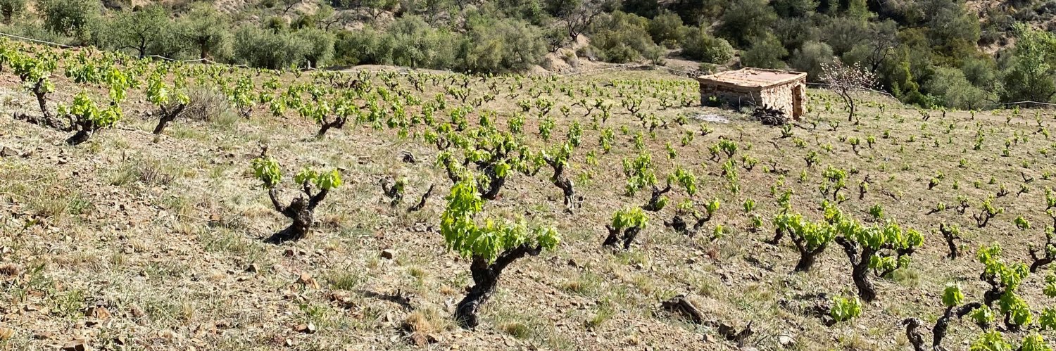 Alba Balcells banner