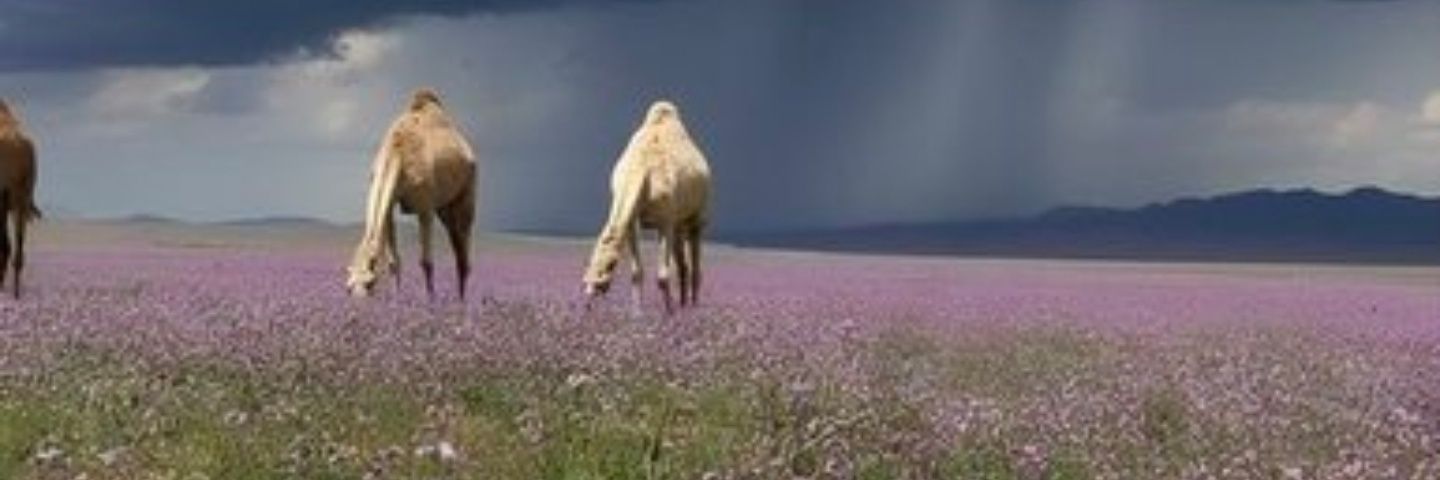 Khalid banner