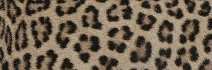 whoiscotaa's profile banner image
