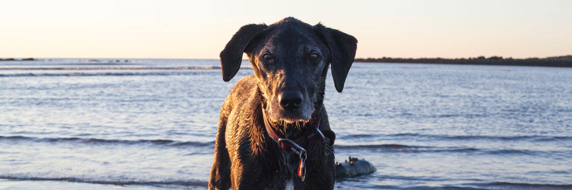 kateketschek's profile banner image
