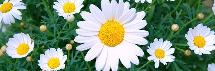 deeindah_'s profile banner image