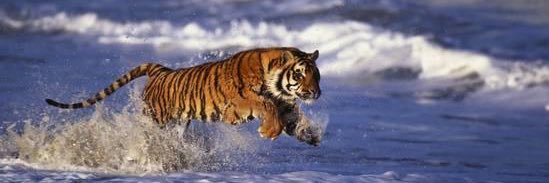 SWR Varsity Cheer banner