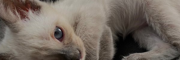 carvalhojjs Profile Banner