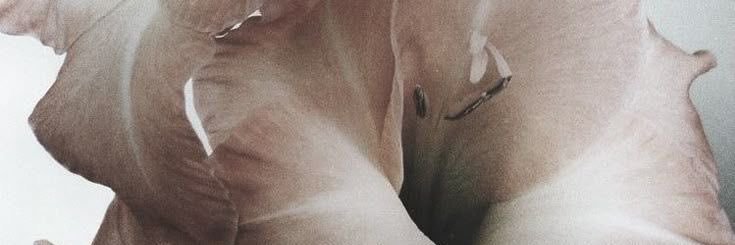 ʚɞ's banner