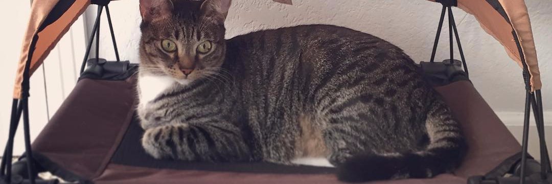 khpet's profile banner image