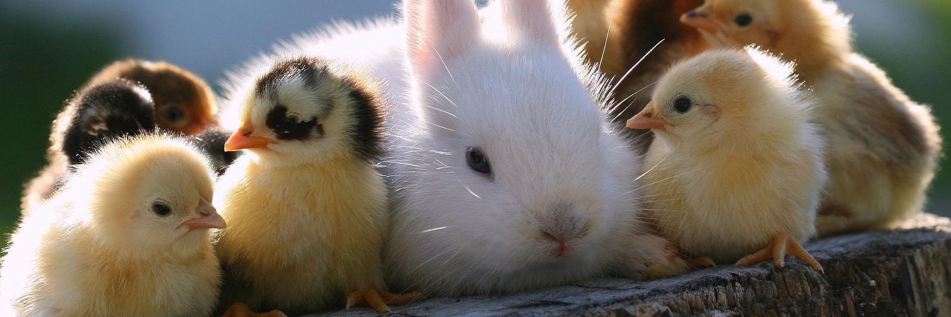3sAnimals's profile banner image