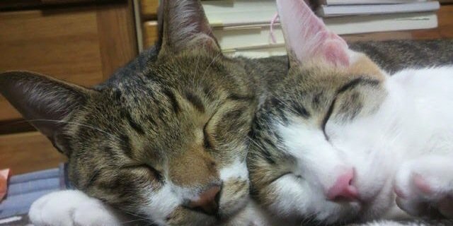 napi_xx2's profile banner image