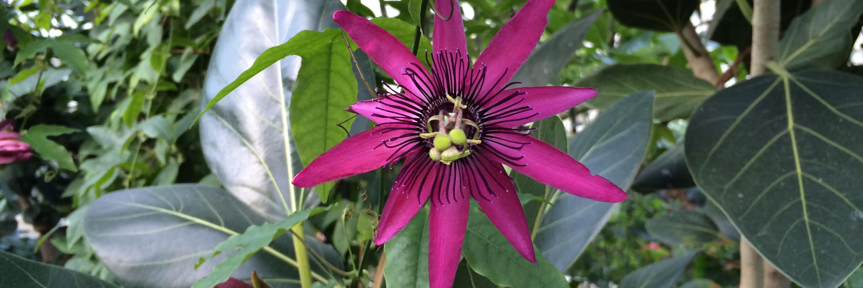 Isabelle Bosse banner