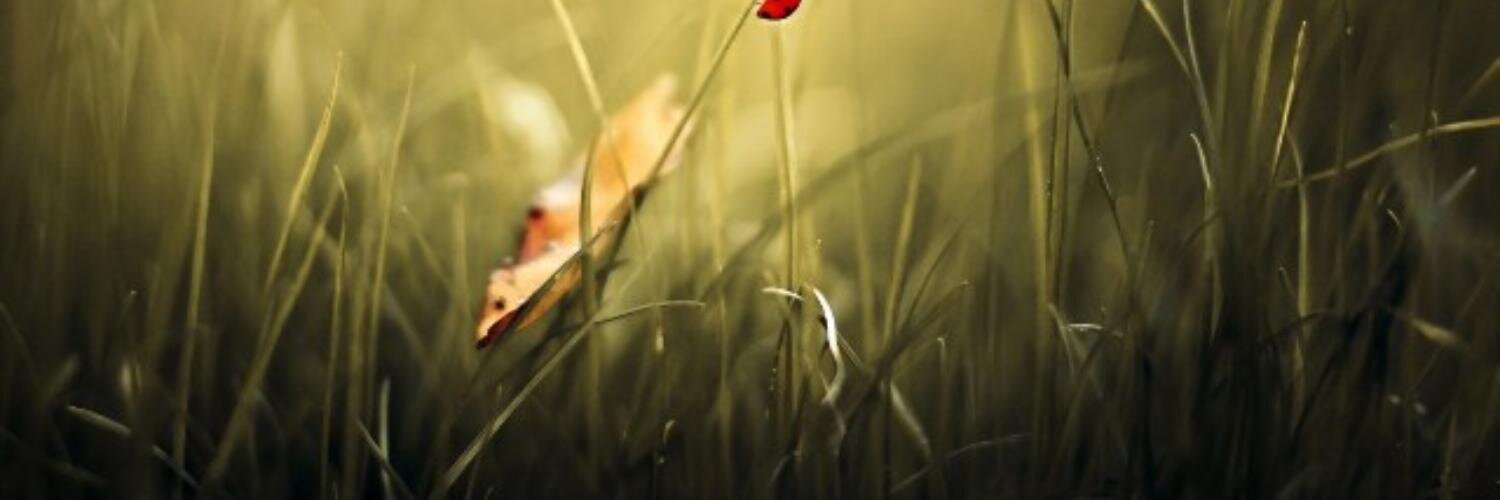 ViveLabPereira's profile banner image