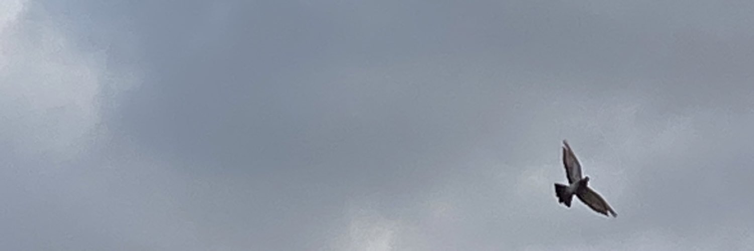 nermin toplu banner