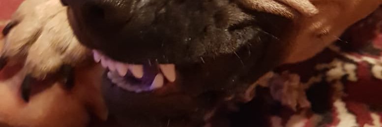 Boenne banner