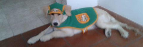 Consuelito banner