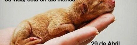 Elisa por la vida banner