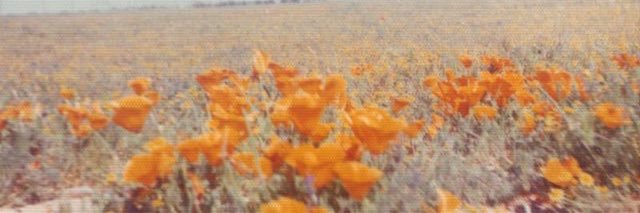 Meghann Farnsworth banner