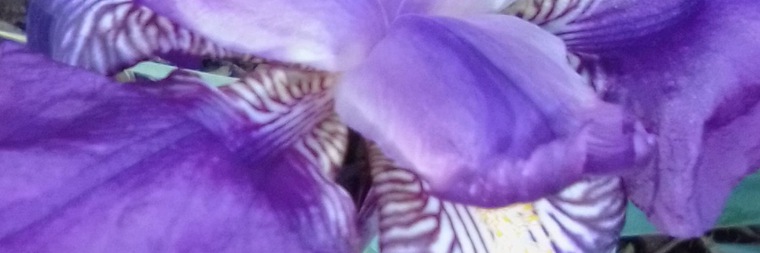 Ani_Seed27's profile banner image
