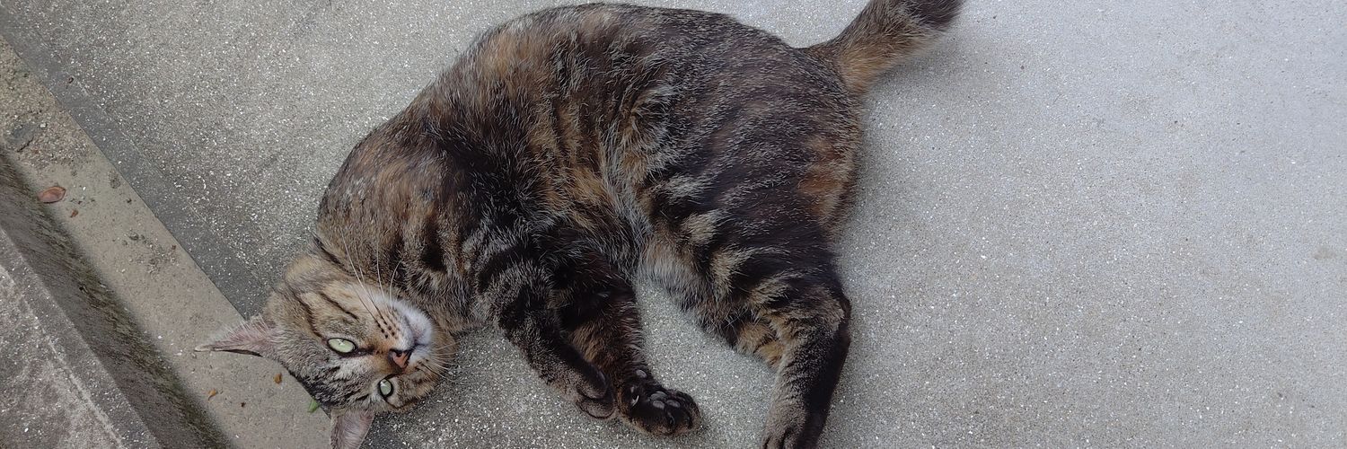 ねおんだむ banner