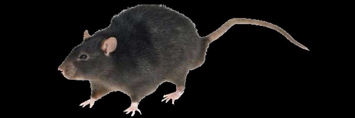 🐀 𝕷𝖚𝖑𝖚𝖟 𝖗𝖆𝖙 banner