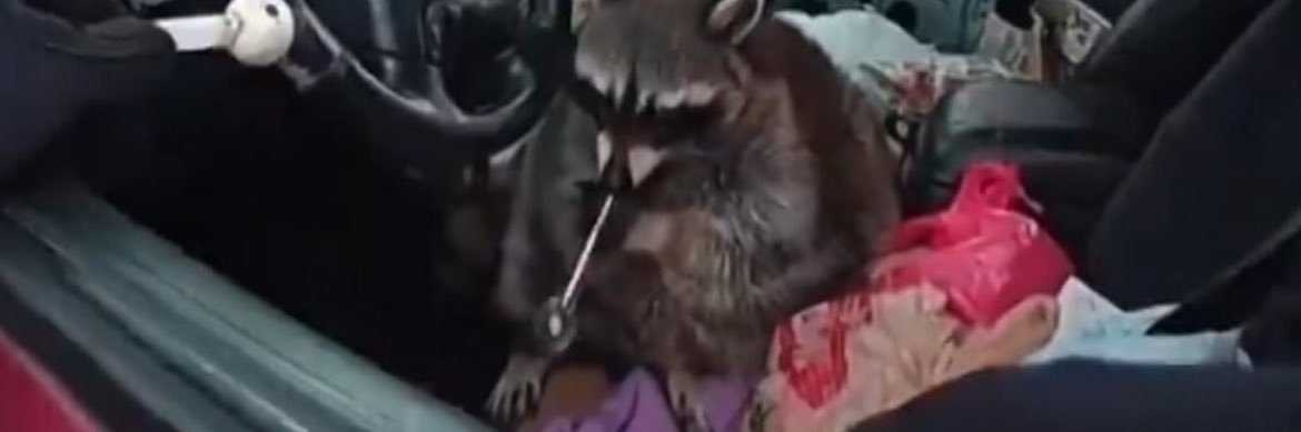 Griffith Weston Chandler banner