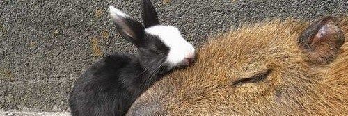 Fans Capybara banner