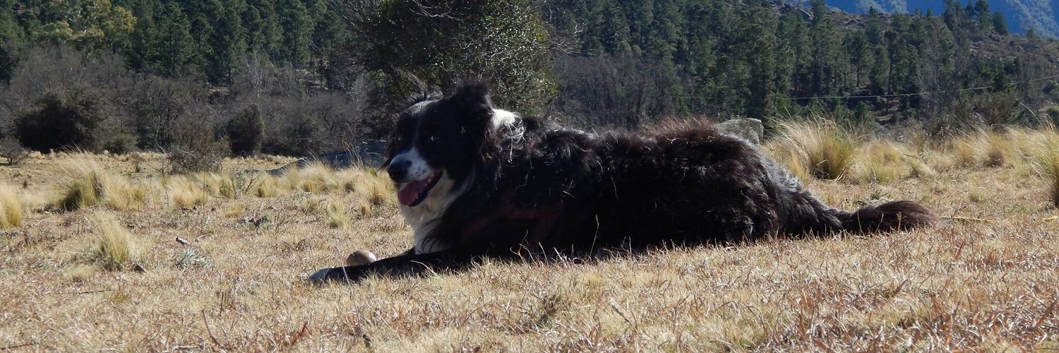 Rodri Pereyra banner