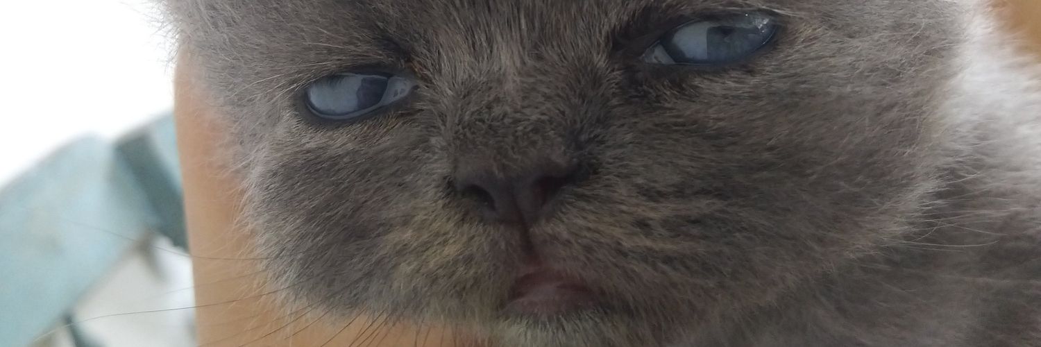 ✨kucing lucu✨🐈🐈‍⬛ banner