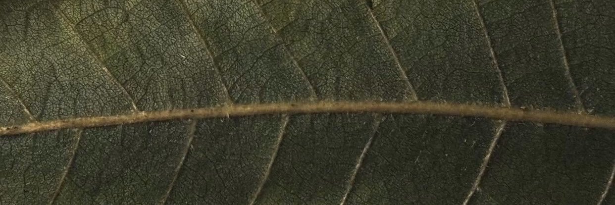 crdieli's profile banner image